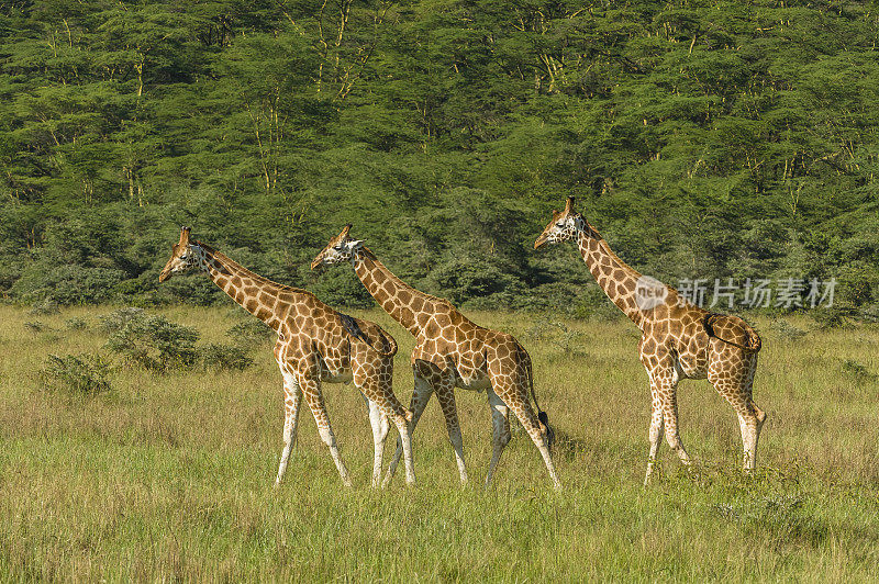 罗斯柴尔德长颈鹿(Giraffa camelopardalis rothschildi)是最濒危的长颈鹿亚种之一，野生长颈鹿只有几百只。纳库鲁湖国家公园，肯尼亚。散步。